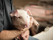 Animal Care - Farmer holding a pig