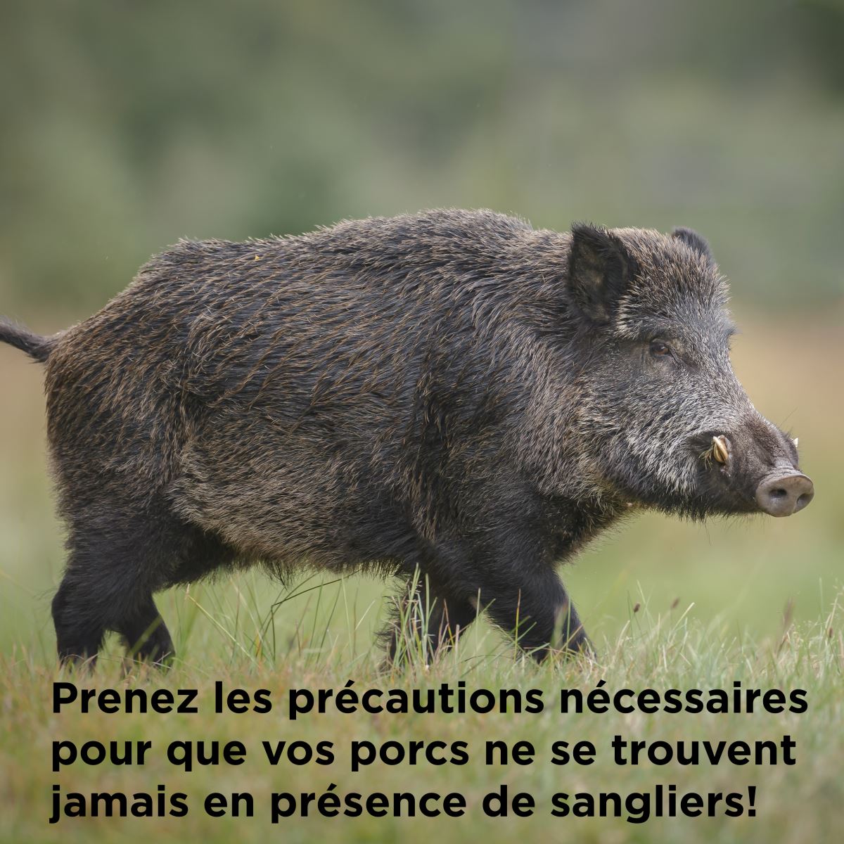 wild pig