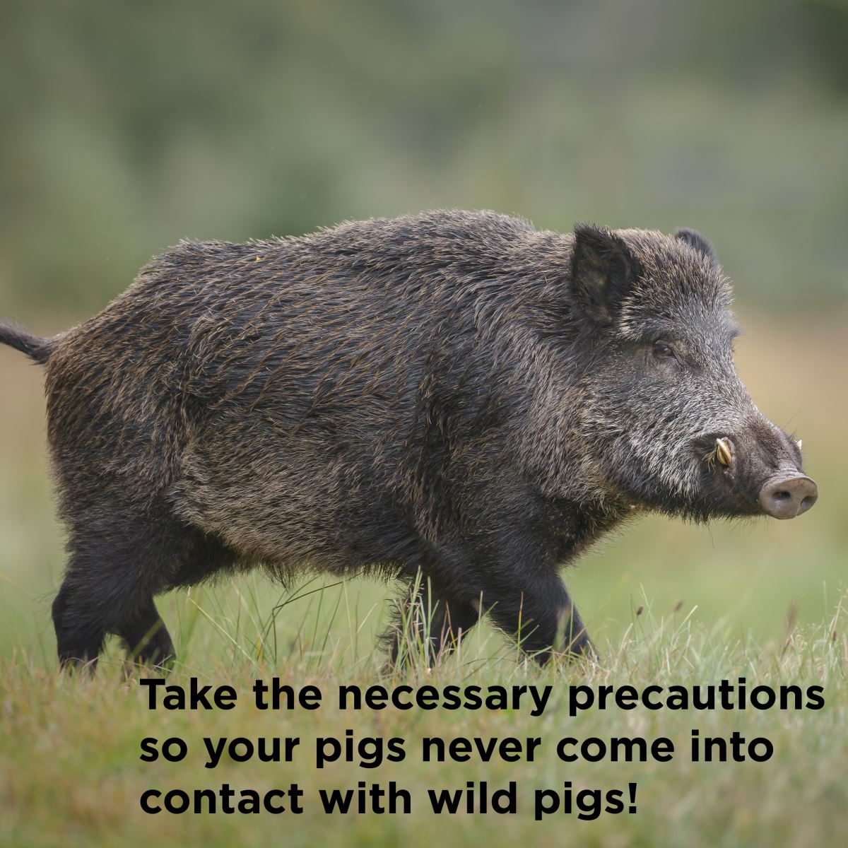 wild pig